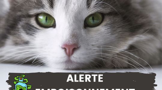 Alerte empoisonnement de chats